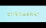 怎样修剪金毛脚毛