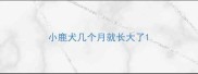 小鹿犬几个月就长大了