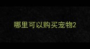哪里可以购买宠物