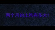 两个月的土狗有多大