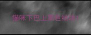 猫咪下巴上黑色结块