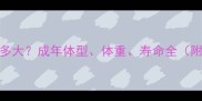 泰迪犬能长多大成年体型体重寿命全附饲养指南