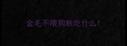 金毛不喂狗粮吃什么