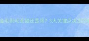 夏季给金毛剃毛是福还是祸3大关键点决定你的选择
