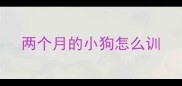 两个月的小狗怎么训