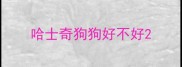 哈士奇狗狗好不好