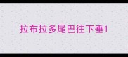 拉布拉多尾巴往下垂