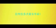 拉布拉多犬最长年龄