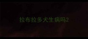 拉布拉多犬生病吗