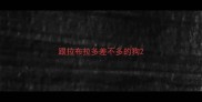 跟拉布拉多差不多的狗
