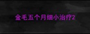 金毛五个月细小治疗