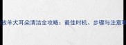 边境牧羊犬耳朵清洁全攻略最佳时机步骤与注意事项