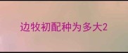 边牧初配种为多大