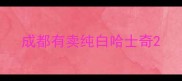 成都有卖纯白哈士奇