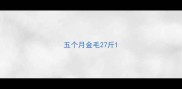 五个月金毛27斤