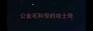 公金毛和母的哈士奇