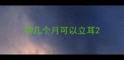 狗几个月可以立耳