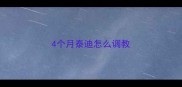 4个月泰迪怎么调教