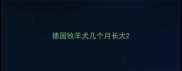 德国牧羊犬几个月长大