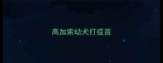 高加索幼犬打疫苗