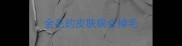 金毛的皮肤病会掉毛