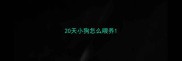 20天小狗怎么喂养