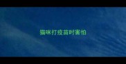 猫咪打疫苗时害怕