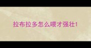 拉布拉多怎么喂才强壮