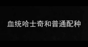 血统哈士奇和普通配种