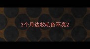 3个月边牧毛色不亮