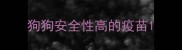 狗狗安全性高的疫苗