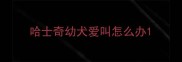 哈士奇幼犬爱叫怎么办