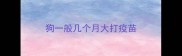 狗一般几个月大打疫苗