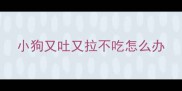 小狗又吐又拉不吃怎么办