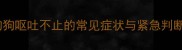 狗狗呕吐不止的常见症状与紧急判断