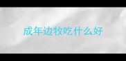 成年边牧吃什么好