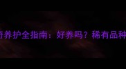梦幻色哈士奇养护全指南好养吗稀有品种的饲养要点