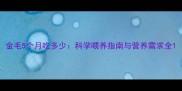 金毛5个月吃多少科学喂养指南与营养需求全