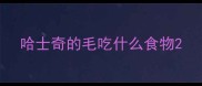 哈士奇的毛吃什么食物
