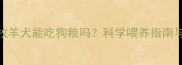 五个月边境牧羊犬能吃狗粮吗科学喂养指南与注意事项全