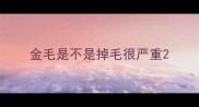 金毛是不是掉毛很严重