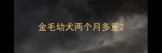 金毛幼犬两个月多重