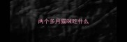 两个多月猫咪吃什么