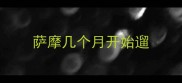 萨摩几个月开始遛