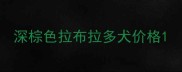 深棕色拉布拉多犬价格