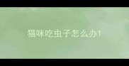 猫咪吃虫子怎么办
