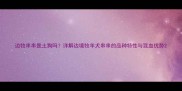 边牧串串是土狗吗详解边境牧羊犬串串的品种特性与混血优势