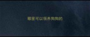 哪里可以领养狗狗的