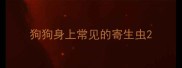 狗狗身上常见的寄生虫