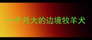 一个月大的边境牧羊犬